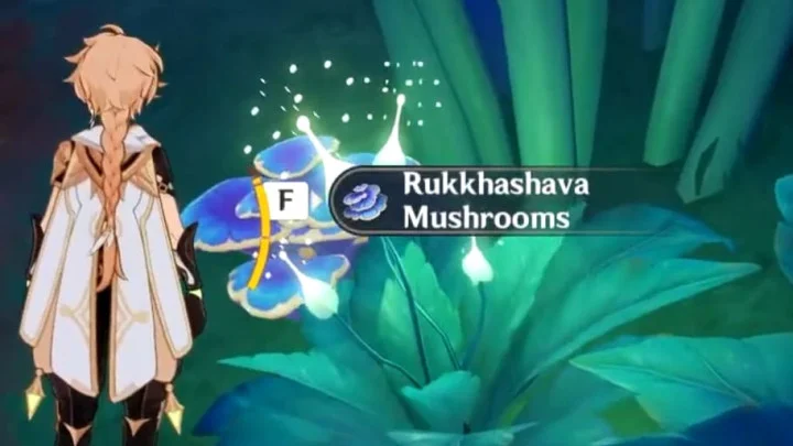 Genshin Impact Rukkhashava Mushroom Farming Guide